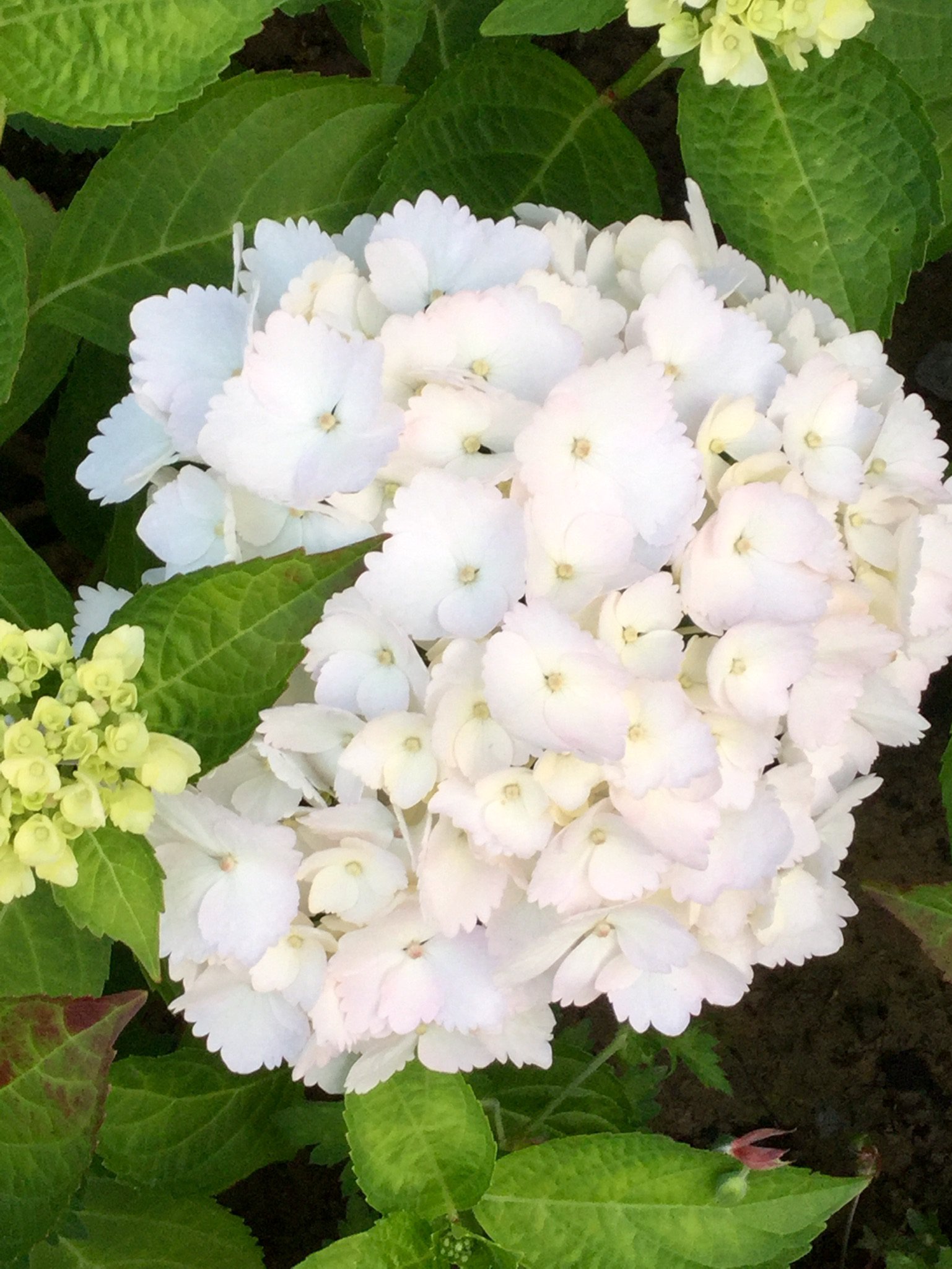 Hydrangea macrophylla 'Madame Emile Mouillere'